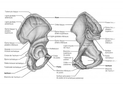 Ceinture pelvienne-2.jpg
