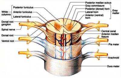 Spinal cord.jpg