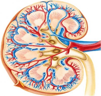 renal-kidney.jpg