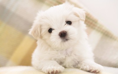 cute-puppy-wallpapers.jpg