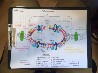 Replication bubble full.jpg