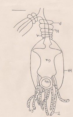 Gastrozooid Inked.jpg