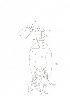 Gastrozooid Rough.jpg