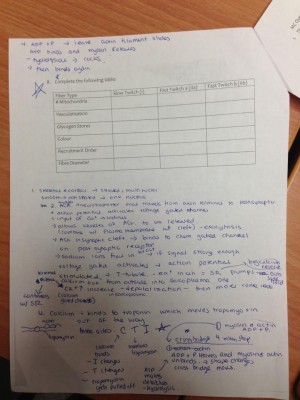 study group muscle notes pg 2.jpg