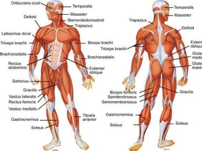 Muscularsystem.crop_500x375_16,0.preview.jpg
