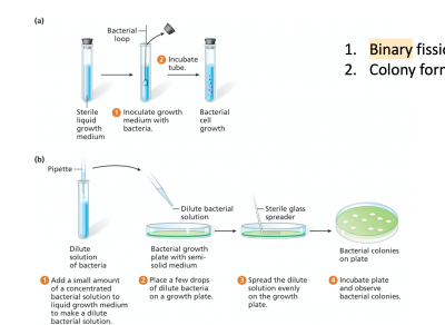 Screen Shot 2020-10-29 at 4.57.19 PM.png